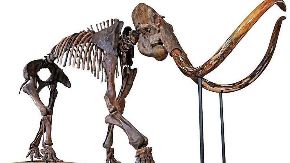 Das versteigerte Mammut-Skelett