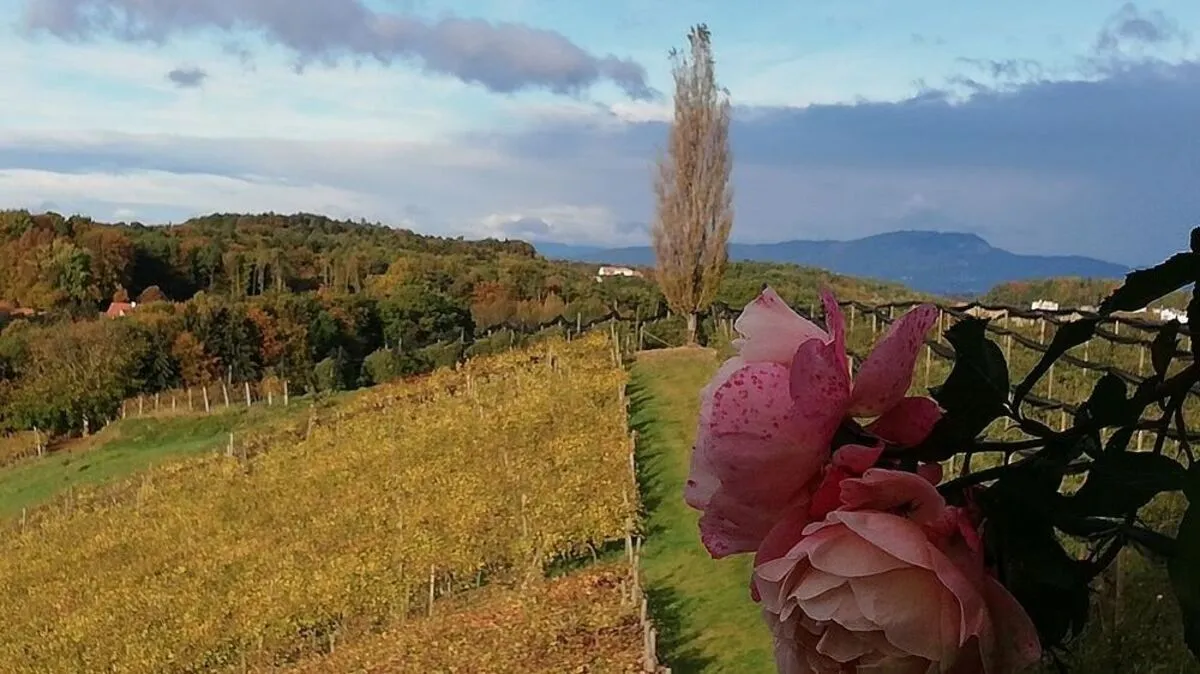 "Wunderbarer Herbst. Unser Weingarten hat sich besonders schön gekleidet", schreibt Leser-Reporterin Maria Ladenhauf aus Markt Hartmannsdorf  