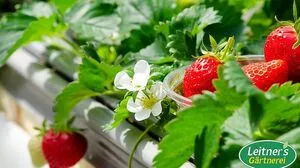 Leitner´s Gärtnerei hat Tipps für einen kleinen Gartentraum am Balkon