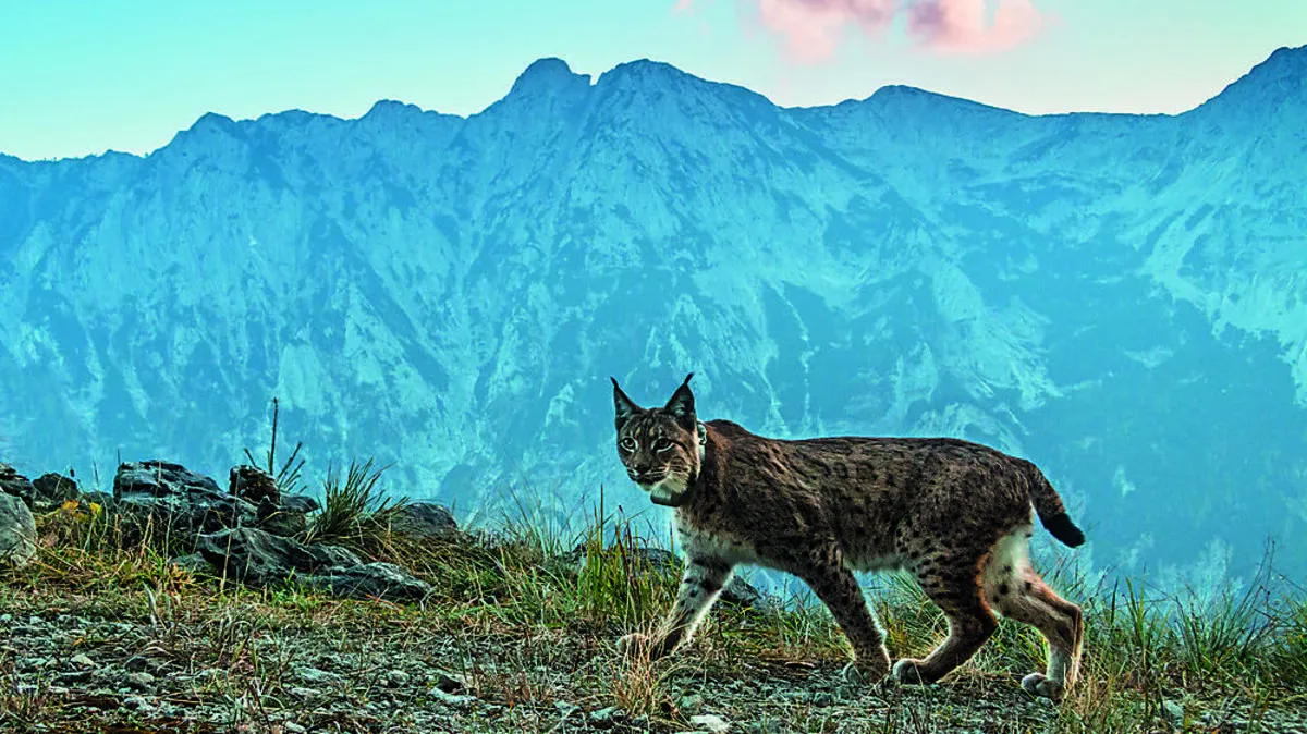 Das Luchsweibchen Skadi ist für Christine Sonvilla und Marc Graf schon eine alte Bekannte