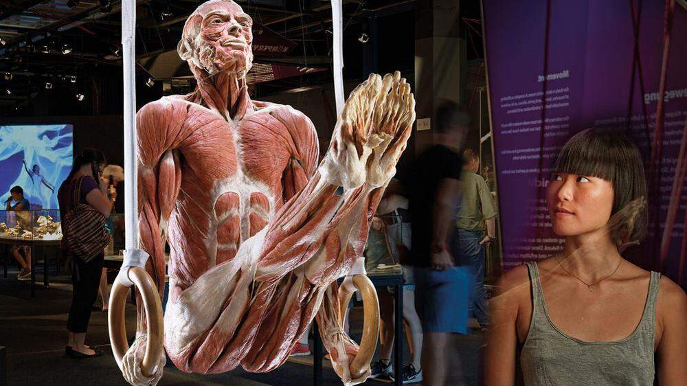 &quot;Der Akrobat&quot;: 200 Präparate zeigen, teils in anatomischen Posen, die Anatomie des menschlichen Körpers