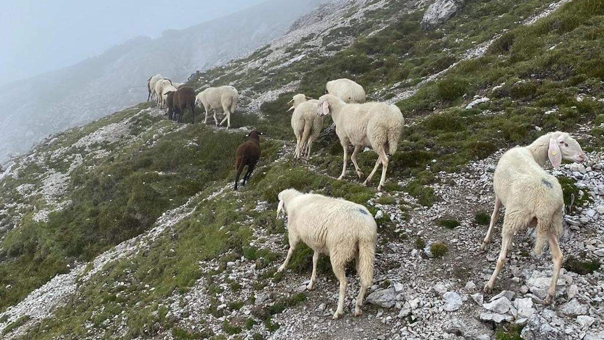 Aus Angst trieben fünf Leisacher Schafbauern am Freitag ihre Tiere frühzeitig ins Tal