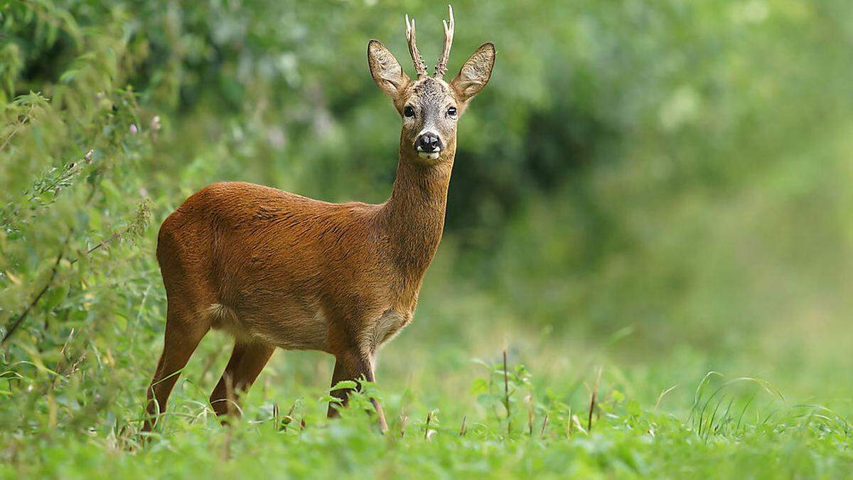 Eine Überpopulation an Wild in Diex ist einer der Kritikpunkte an der Diexer Jägerschaft