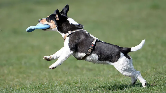 Hund Sujet