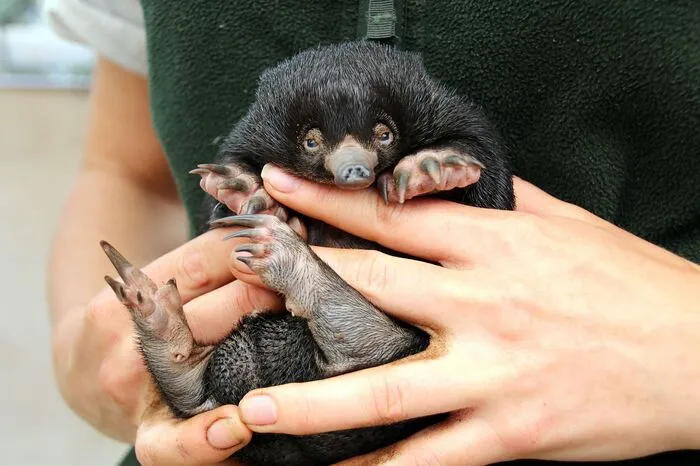 Die Babys waren binnen weniger Tage im August geschlüpft und öffneten nun erstmals ihre Augen. Sehr aktiv seien sie aber noch nicht, berichtete die Pflegerin: "Ein Tag in der Welt der Puggles besteht vor allem aus Schlafen."