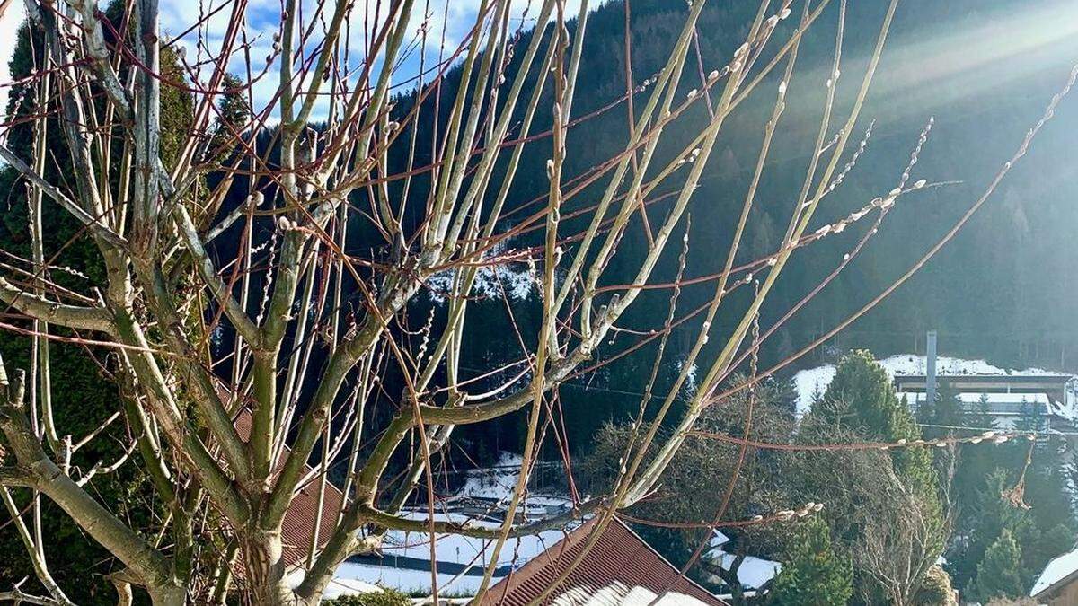 Die ersten Palmkätzchen sind zu sehen – wie hier in Bad Kleinkirchheim 