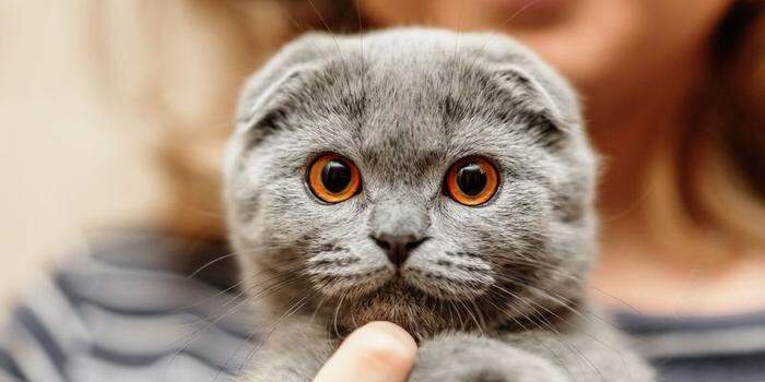 Dieses Kätzchen ist süß - aber auch unheilbar krank