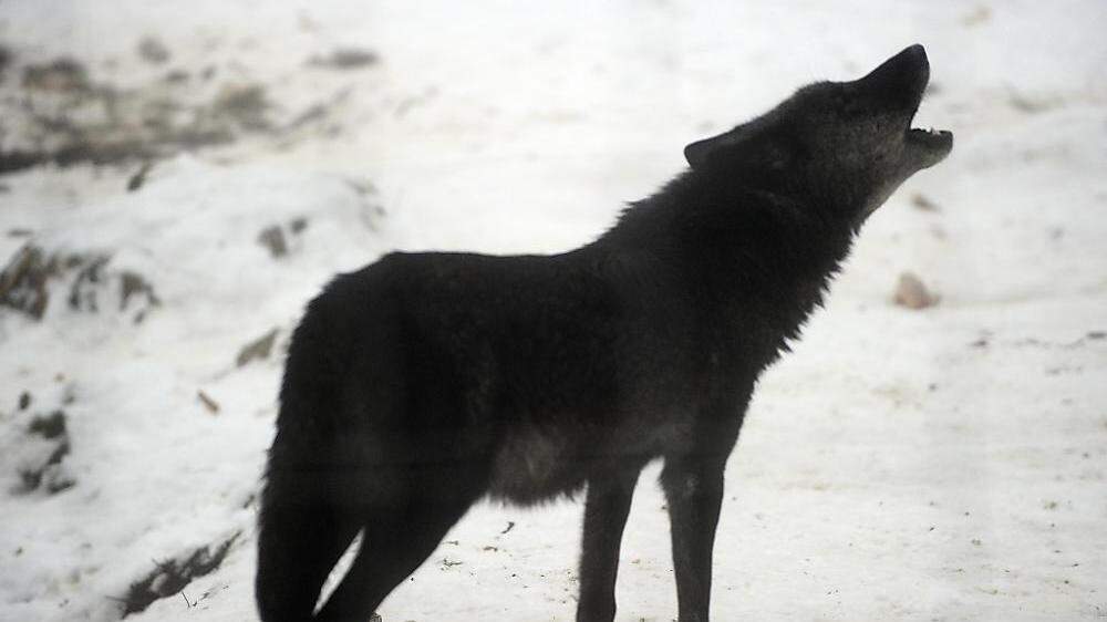 133 Wolfsrisse und 30 Wölfe wurden im Vorjahr in Kärnten nachgewiesen