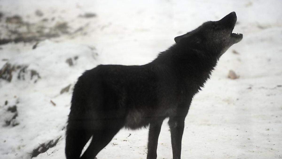 133 Wolfsrisse und 30 Wölfe wurden im Vorjahr in Kärnten nachgewiesen