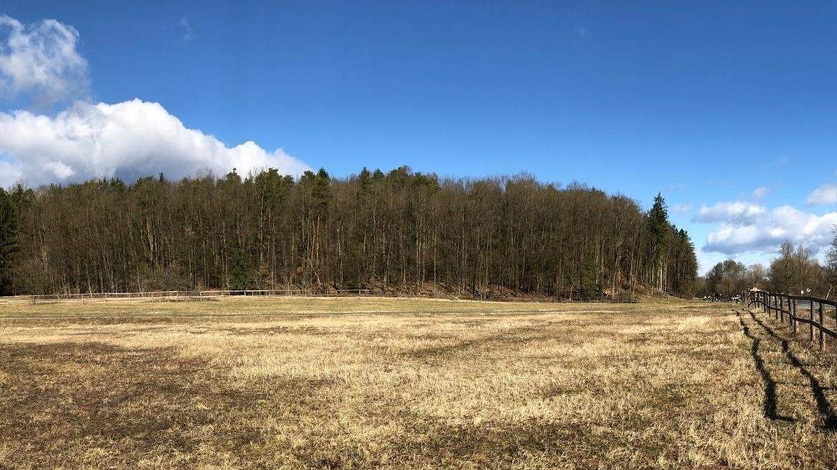 Die Stadtgemeinde Fürstenfeld hat ein Waldstück nahe des geplanten S 7-Knotenpunkts Speltenbach an der L 401 ins Auge gefasst