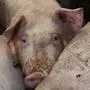 Vollspaltböden in der Schweinezucht sind schon bald Geschichte