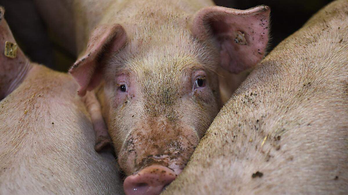 Vollspaltböden in der Schweinezucht sind schon bald Geschichte