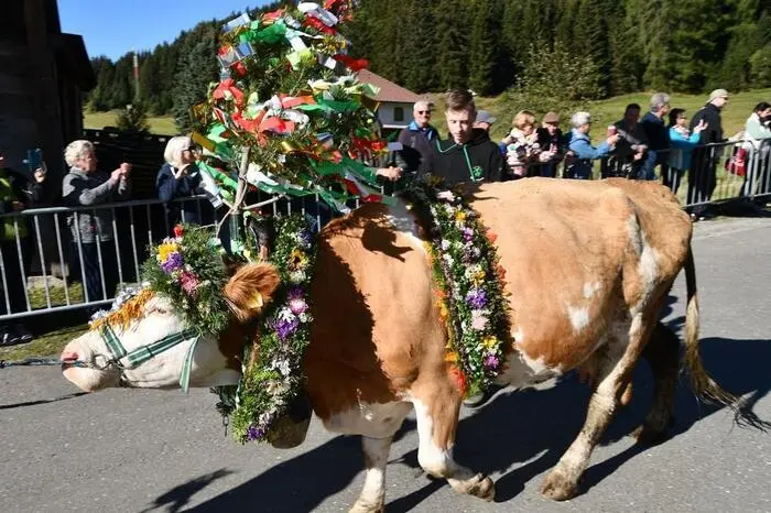 Die geschmückten Tiere zogen voran.  
