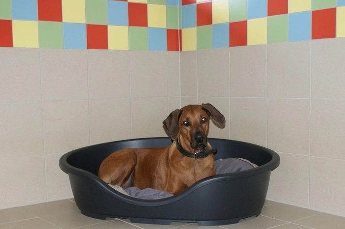 Auch "Jack" ist in der Hundepension untergekommen