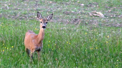 Gibt es in den Wäldern der Region zu viel oder zu wenig Rehwild