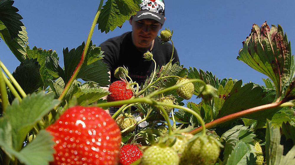 Erdbeeren erfreuen sich großer Beliebtheit, schmecken gut und sind gesund