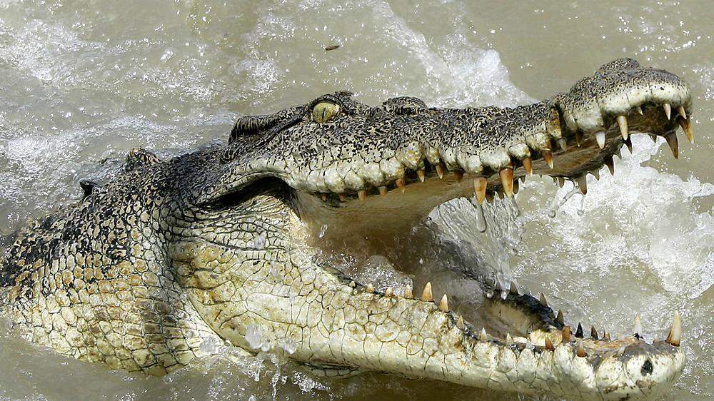 Sektenchef hielt ein Krokodil