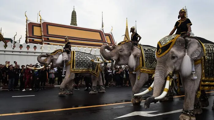 Eine Parade mit elf weißen Elefanten wurde drei Wochen nach dem Tod des thailändischen Königs Bhumipol abgehalten. Die Trauer um den 88-Jährigen, der seit Jahren krank war, nimmt inzwischen skurrile Züge an.