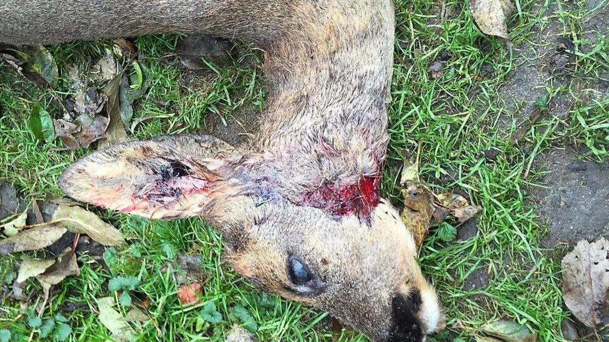 Wildrisse können in einer eigenen Datenbank gemeldet werden 