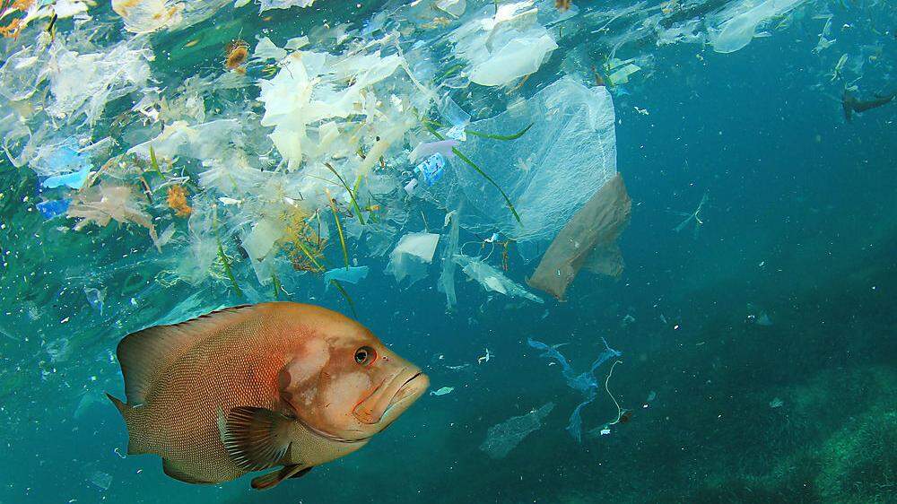 Man schätzt, dass jährlich acht Millionen Tonnen Plastik im Meer landen. Die EU will nun einige der Produkte, die als  Hauptursache gelten, verbieten