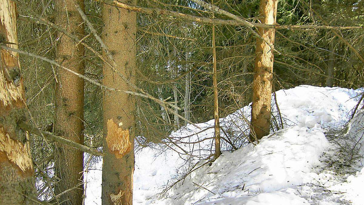 Viele Schutzwälder in Oberkärnten sind von Schälschäden betroffen