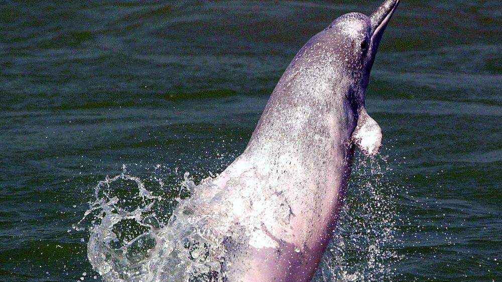 Die Säugetiere, auch als chinesischer weißer Delfin bekannt, kehren allmählich nach Hongkong zurück