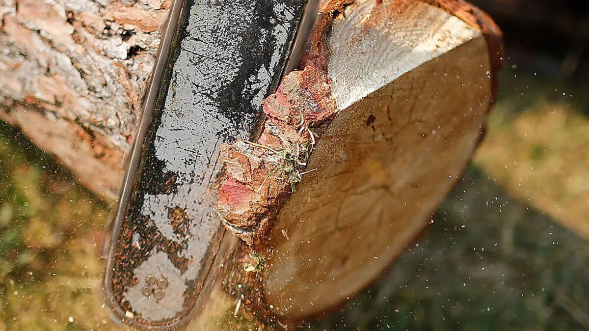 Der Mann hantierte mit der Motorsäge, als der Baum abrutschte