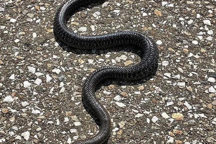 Der Mürzzuschlager Wilfried Ledolter hat bei einer Radtour von Mürzzuschlag nach Neuberg eine besondere Begegnung gehabt. Diese lange Schlange hat es sich mitten am Radweg auf dem warmen Asphalt bequem gemacht.
