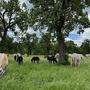 Die Stuten und ihre Fohlen werden im Herdenverband gehalten