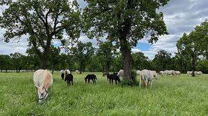 Die Stuten und ihre Fohlen werden im Herdenverband gehalten