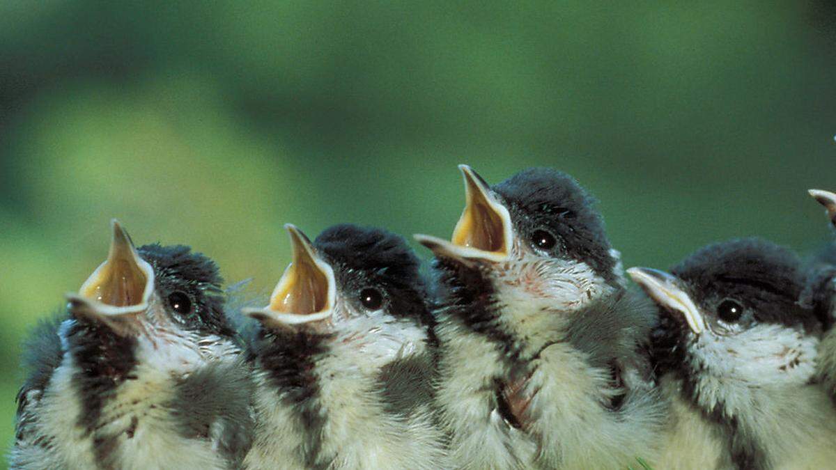 Hände weg von jungen Vögeln, und wenn sie noch so hilflos wirken