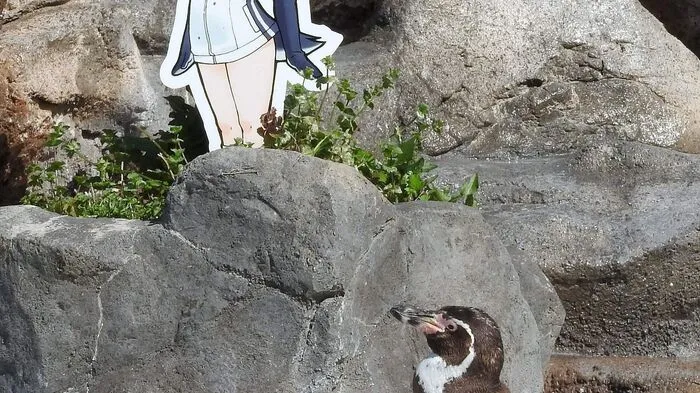 Wegen seiner Liebe zu einer Pappfigur wurde er berühmt, nun ist Pinguin Grape in Japan gestorben. Grape sei nach kurzer Krankheit gestorben, die geliebte Pappfigur an seiner Seite, teilten Vertreter des Tobu-Zoos in Saitama nördlich von Tokio mit. Grape wurde 21 Jahre alt.