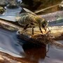 Fehlender Regen führt dazu, dass Insekten keine natürlichen Wasserquellen vorfinden
