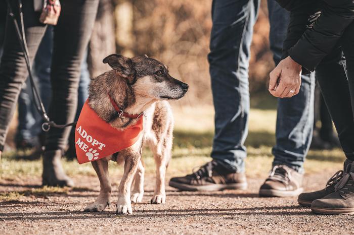 Viele Tierheimhunde sehnen sich nach einem Zuhause - das Bark Date soll die Vermittlung vorantreiben