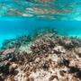 Die zu warmen Wassertemperaturen sorgen aktuell für die fünfte massive Korallenbleiche in acht Jahren