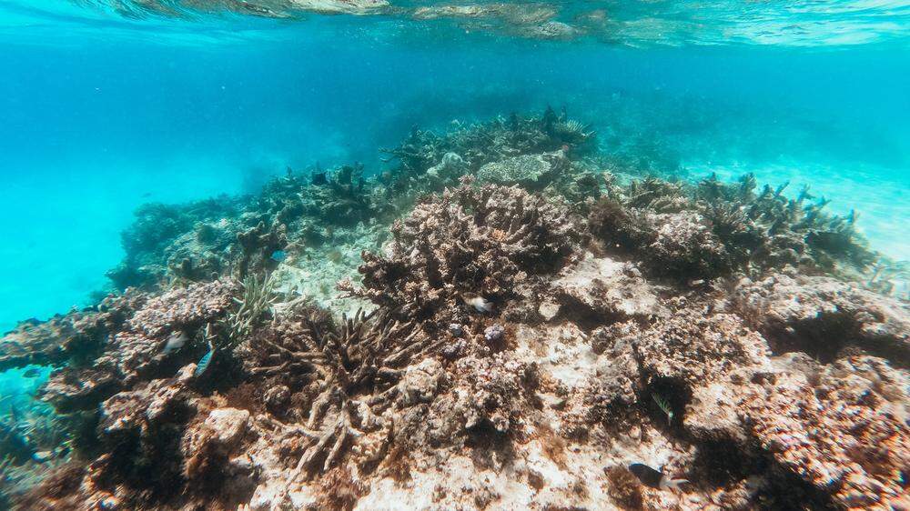 Die zu warmen Wassertemperaturen sorgen aktuell für die fünfte massive Korallenbleiche in acht Jahren