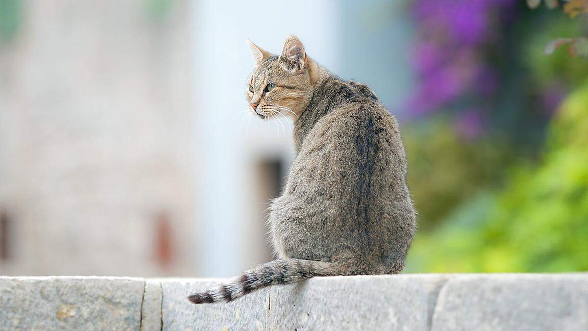 Mehrere Katzen sollen vernachlässigt worden sein (Sujetbild)