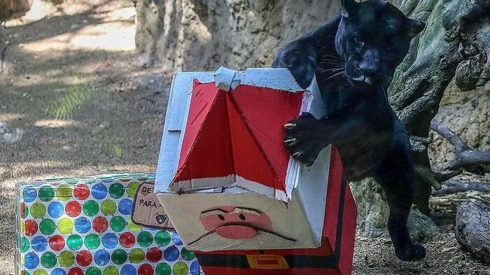 Ein schwarzer Jaguar erhält von Tierpflegern im Zoo von Cali in Kolumbien als Weihnachtsgeschenk verpacktes Futter.