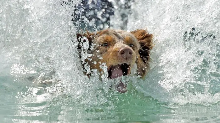 In Bruck dürfen Hundehalter zum Saisonabschluss mit ihren Tieren ins kühle Nass springen (Symbolbild)