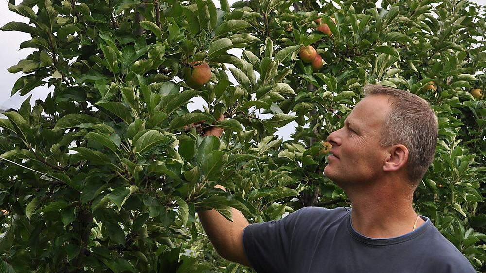 Josef Nuster, Obstbauer aus Graz-Umgebung: &quot;Die Apfelernte heuer ist deutlich besser als im Vorjahr, aber liegt immer noch bei nur 50 Prozent eines Normaljahres&quot;. 