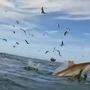 Hier sieht man, wie der Hai aus dem Wasser springt - aufgenommen von Hannes Reichelt