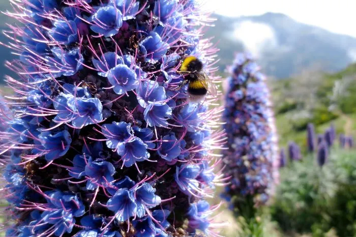 Auf Höhe Marokkos liegt Madeira, bekannt als „schwimmender Garten im Atlantik“. Thymian-, Lorbeer- und Eukalyptusduft liegen in der Luft, am Wegesrand leuchtet es bunt: Gut 800 Pflanzenarten, meist subtropische Importe der ersten Kaufleute, schmücken das portugiesische Eiland. Die gesamte Vielfalt mit Hibiskus, Azaleen und Papageienblumen bewundern Urlauber beispielsweise im botanischen Garten der Hauptstadt Funchal oder im Waldpark Ribeiro Frio.