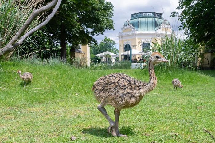 Der Wiener Tiergarten Schönbrunn darf sich über den ersten Straußen-Nachwuchs in der mehr als 270-jährigen Geschichte des Zoos freuen