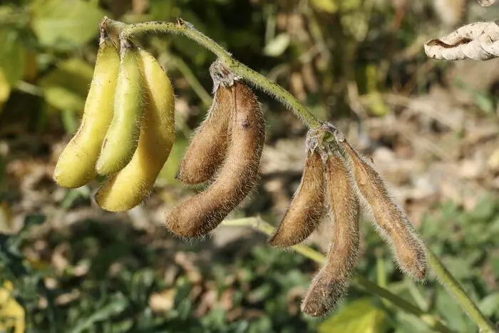 Sojabohnen können Stickstoff aus der Luft binden