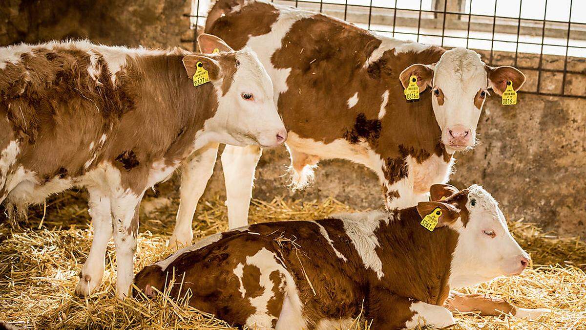 Nicht nur Wirtschaftlichkeit, sondern auch Tierwohl soll hinter dem Bau von Ställen stecken