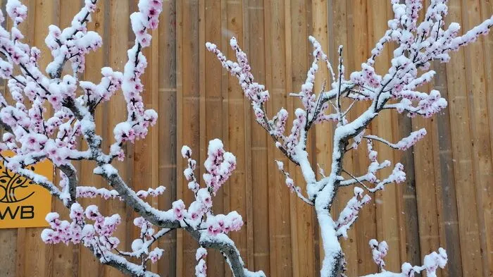 In Stainz bei Straden bekamen die Blüten der Obstbäume über Nacht weiße Häubchen. Das Foto hat uns Karl Lenz geschickt