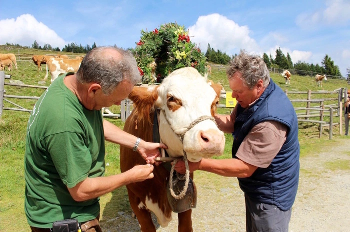 Die Rinder wurden für den festlichen Marsch ins Tal hergerichtet.