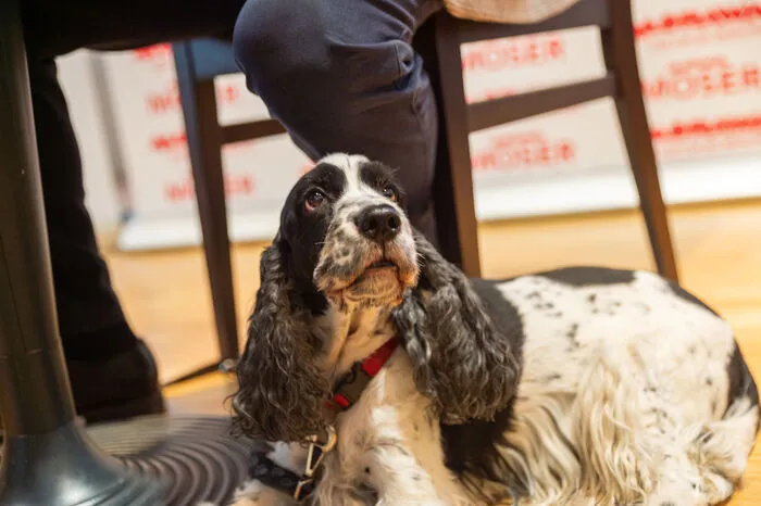 Und um sie geht es auch: Mit der possierlichen Cockerspanieldame Paula als Galionsfigur führt Christian Weniger durch die steirische Landeshauptstadt.