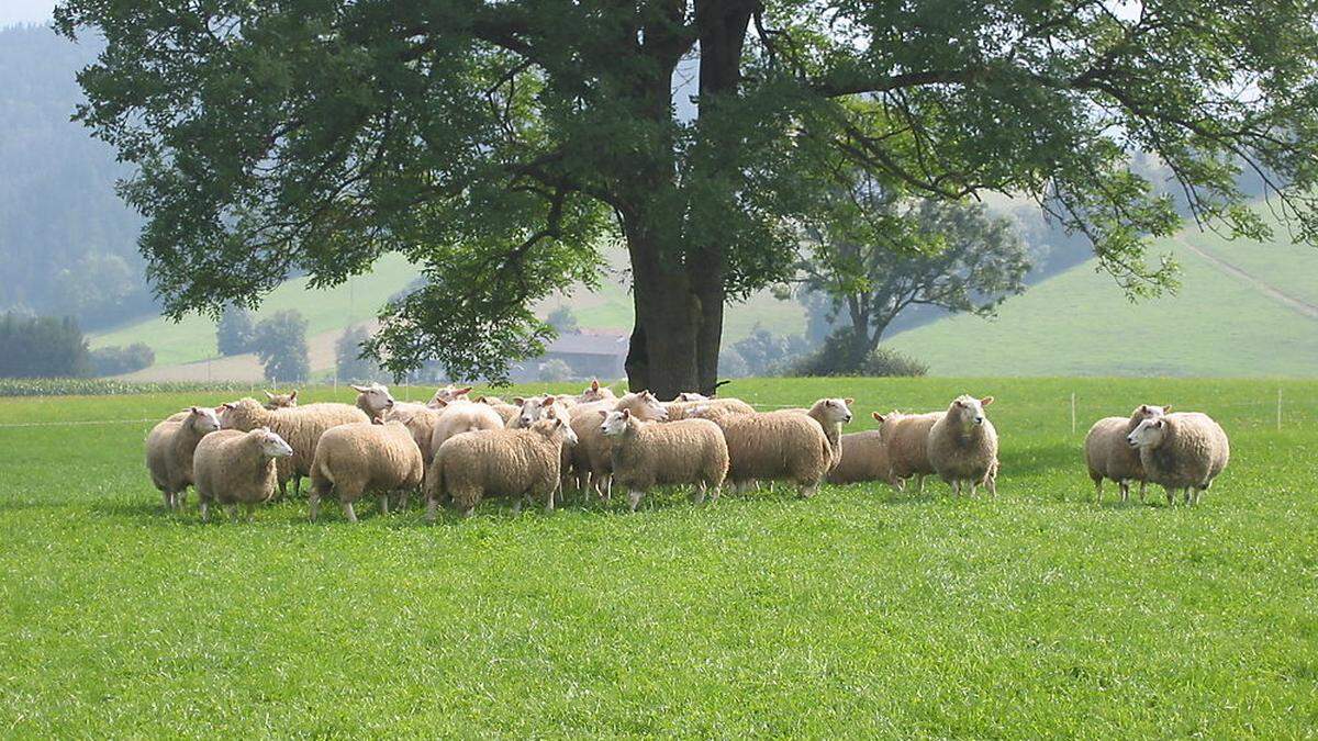 Schafe sieht man auf den Weide- und Almflächen im Bezirk Leoben     immer häufiger 