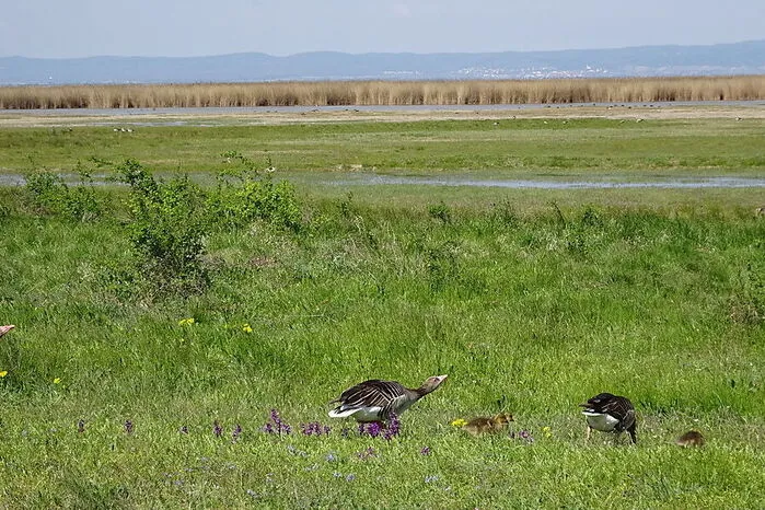 Vielen von ihnen begegnet man bei einer dreistündigen Fahrrad-Exkursion durch den Nationalpark. Aber vor allem die vielen Vogelarten, die sich hier temporär oder auf Dauer heimisch fühlen, sind unser Ziel. Über blühende Wiesen geht es dahin. Da, Kiebitze - spektakulär stellen sie sich zur Schau mit ihren Balzflügen. Immer wieder sind unzählige Watvögel am Himmel zu sehen. Sie sind bis Juni zu beobachten.